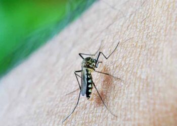 Veja 4 dicas de infectologistas para afastar o mosquito da dengue