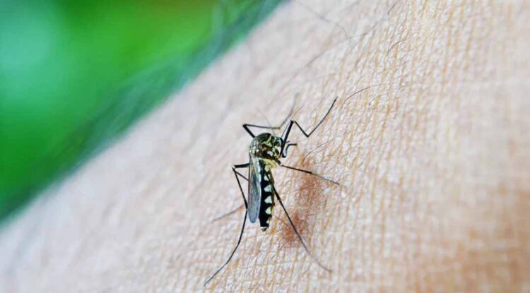 Veja 4 dicas de infectologistas para afastar o mosquito da dengue