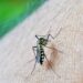 Veja 4 dicas de infectologistas para afastar o mosquito da dengue