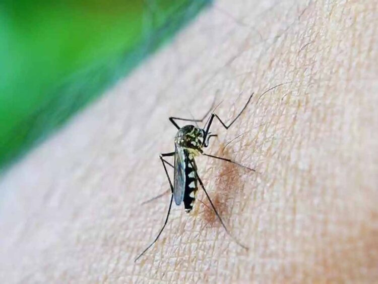Número de testes positivos para dengue cresce mais que o dobro em relação a 2023