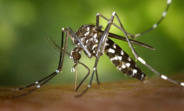 Papel dos médicos e gestores sobre  dengue será o tema de painel nesta quarta-feira