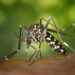 Crianças de até 5 anos morrem mais de dengue, revela pesquisa
