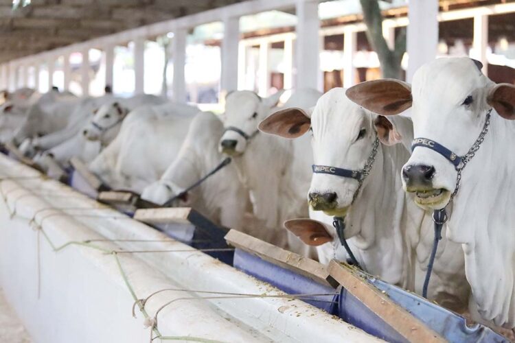 Adapar e Faep renovam convênio para emissão da GTA nos sindicatos rurais