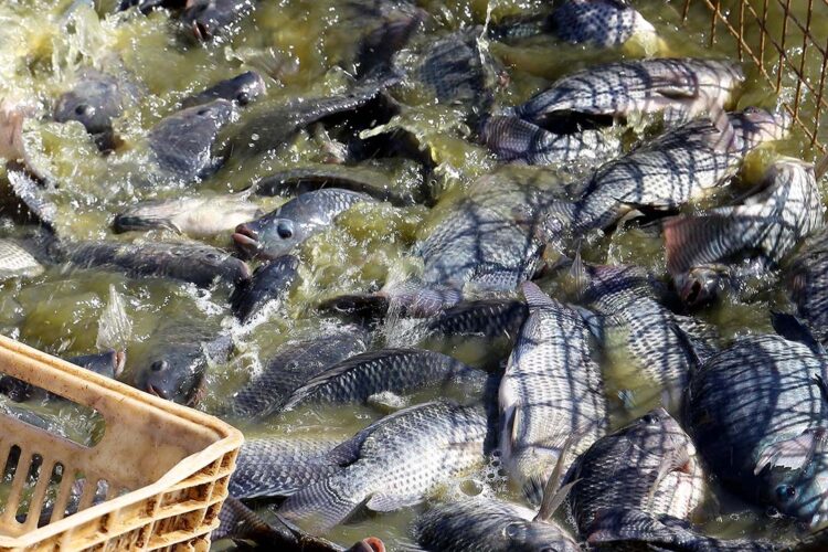 Peixe na merenda escolar gera otimismo na aquicultura