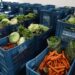 Conab colabora para redução de brasileiros  em situação de insegurança alimentar grave