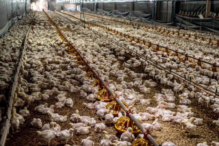 Paraná mantém alerta e medidas de prevenção à gripe aviária