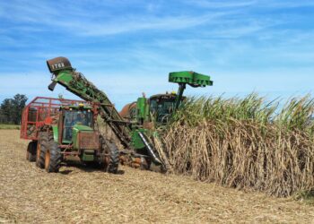 Produção de cana no centro-sul deve cair 9,8% na safra deste ano, diz consultoria