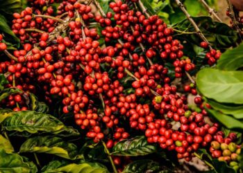 Café Robusta atinge maior valor real desde 2016