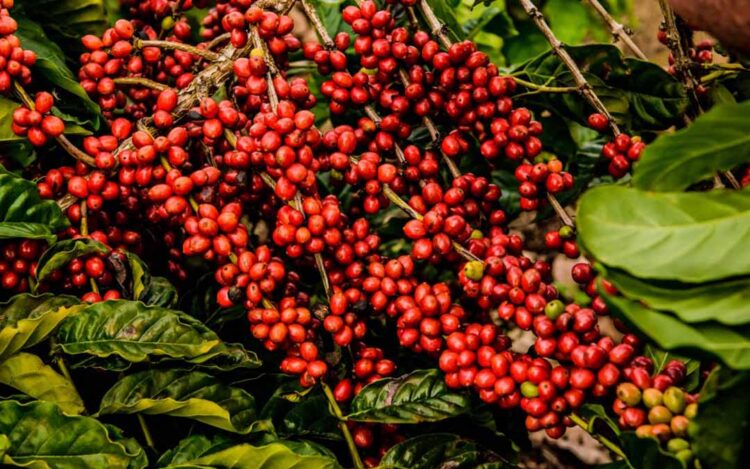 Café Robusta atinge maior valor real desde 2016
