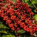 Café Robusta atinge maior valor real desde 2016