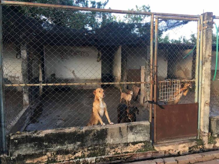 Sociedade Protetora dos Animais de Paranavaí é sorteada com R$ 5 mil pelo Nota Paraná