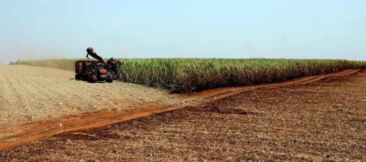 IBGE prevê safra de 300 milhões de toneladas para 2024