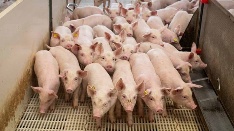 Suínos: preços sobem na 2ª quinzena, mas médias variam conforme região