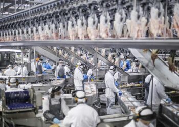 Paraná lidera aumento da produção  de frangos, suínos e ovos em 2023