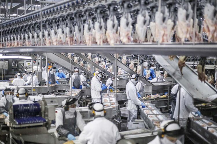 Paraná lidera aumento da produção  de frangos, suínos e ovos em 2023