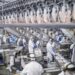 Paraná lidera aumento da produção  de frangos, suínos e ovos em 2023