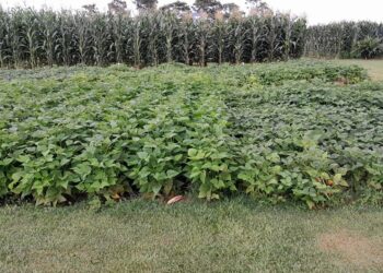 Chuvas irregulares impactam previsão  de colheita no estado, informa Conab