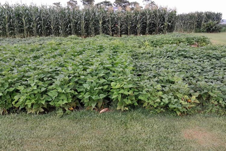 Chuvas irregulares impactam previsão  de colheita no estado, informa Conab