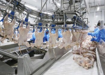 Mais seis plantas paranaenses são habilitadas para exportar frango para a China