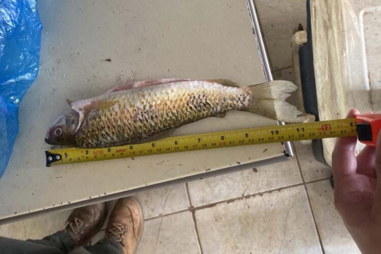 Operação Quaresma combate pesca predatória