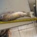Operação Quaresma combate pesca predatória