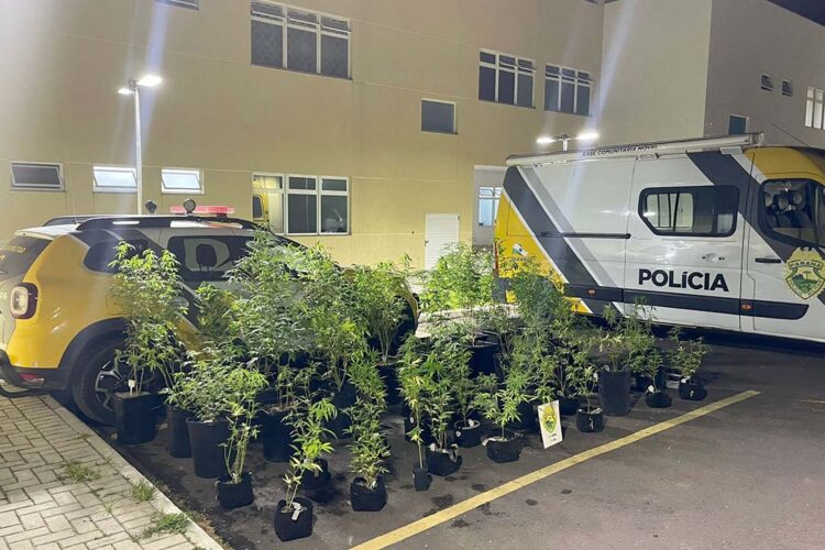 PM descobre estufa com 73 pés de maconha e prende traficante