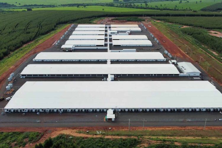 Maior núcleo genético de suínos da América, granja de Paranavaí inicia comercialização em abril