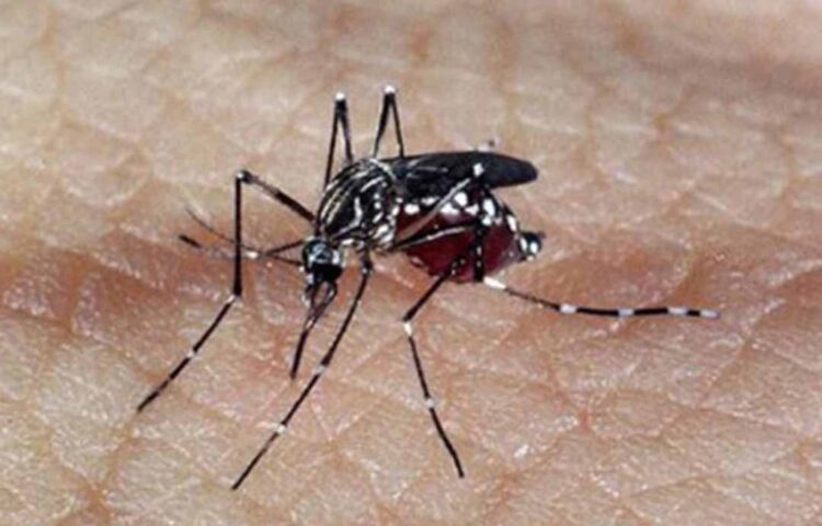 Brasil registra mais de 1,5 milhões de casos prováveis de dengue