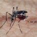 Brasil registra mais de 1,5 milhões de casos prováveis de dengue