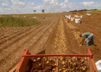 Primeira safra de batata rende 392,2 mil toneladas no Paraná