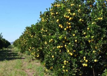 Estoque de suco é o segundo mais baixo em 13 anos e pressiona oferta de laranja