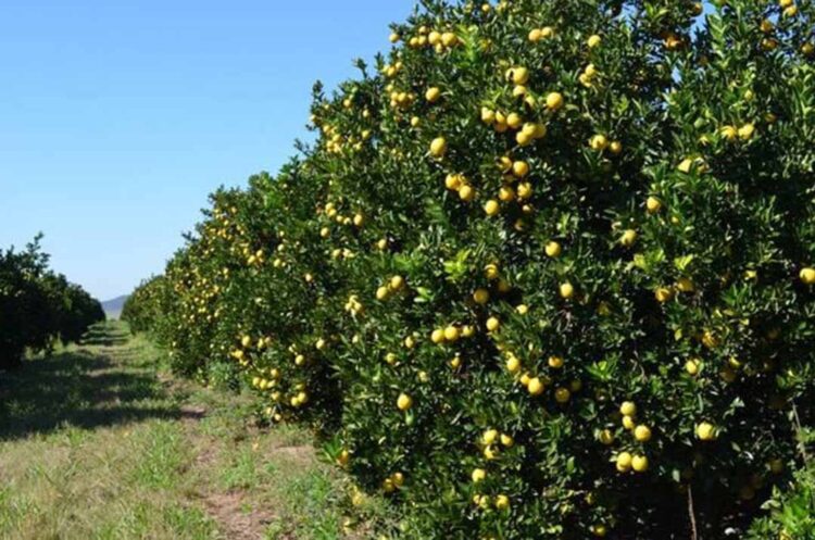 Estoque de suco é o segundo mais baixo em 13 anos e pressiona oferta de laranja