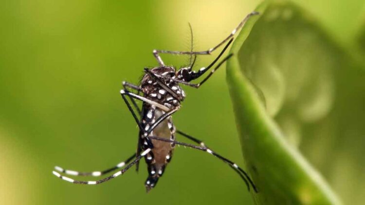 Dengue: Brasil se aproxima de 2 milhões de casos