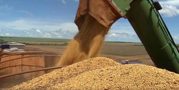 Preço da soja tem leve alta no Paraná