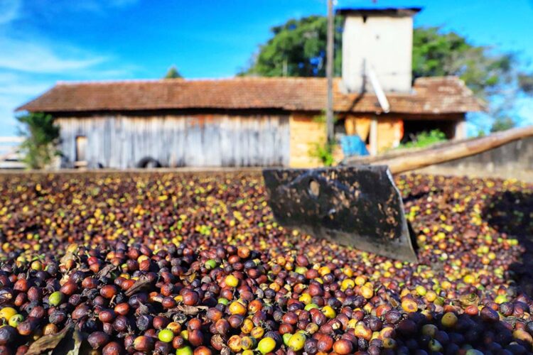 Conab coleta dados para atualizar números da safra nacional de café