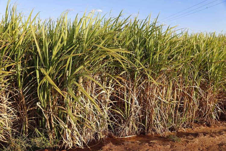 Produção de açúcar registra alta de 9,3% na reta final da safra no Norte e Nordeste