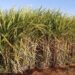 Produção de açúcar registra alta de 9,3% na reta final da safra no Norte e Nordeste