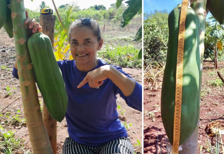 Mamão cresce acima do normal e chega a 53 centímetros