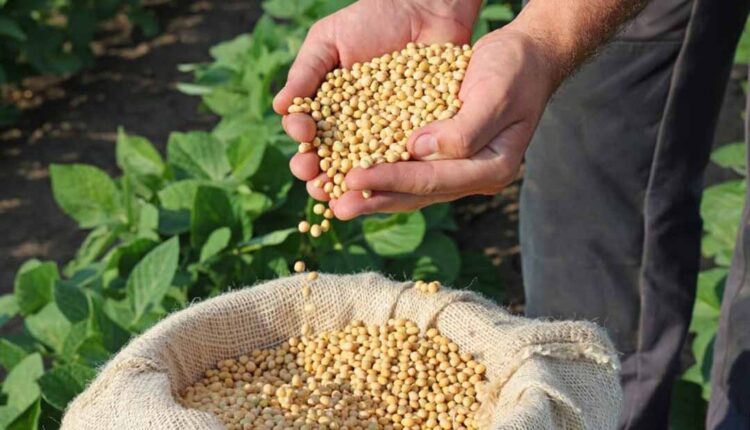 SOJA: preço inicia a segunda-feira (8) em alta