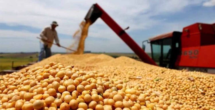 Preço da soja tem alta no Paraná