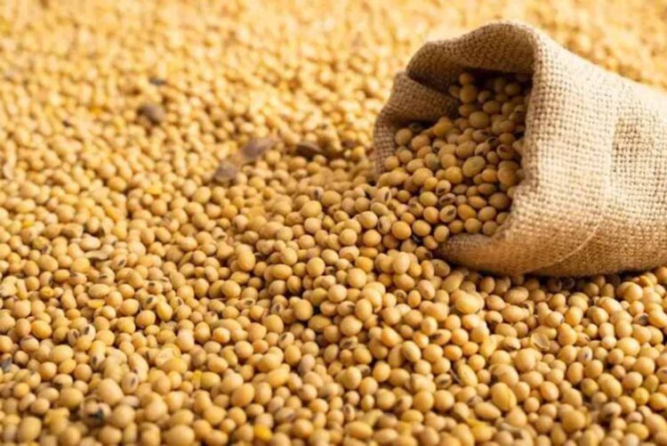 Preço da soja cai no Paraná