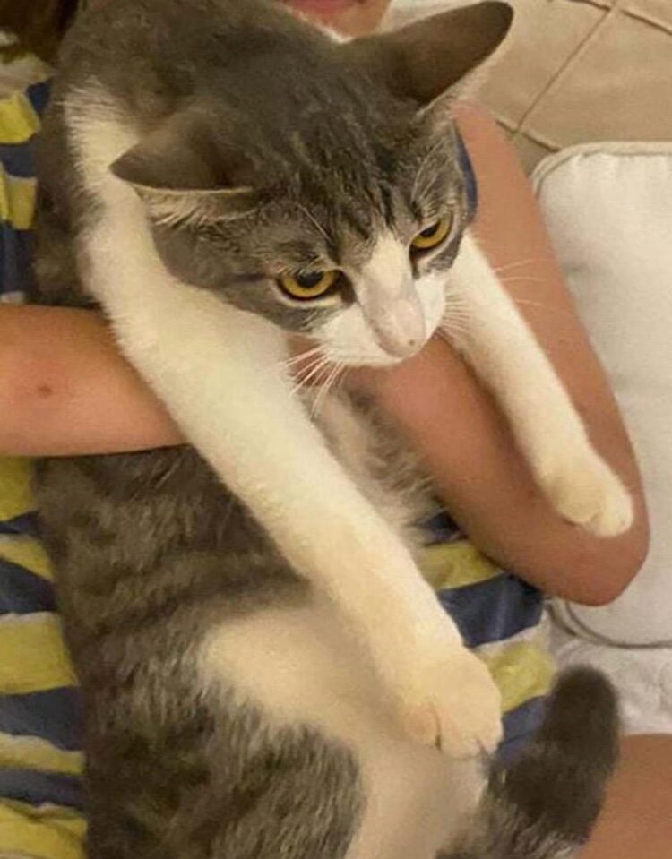 Gata permanece desaparecida e localização tem recompensa de R$ 500,00