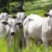 Agro gerou mais de 25 mil vagas em fevereiro, aponta CNM
