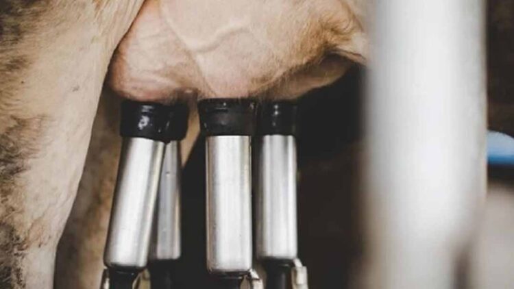 Governo do Paraná propõe imposto para conter importação de leite e queijo