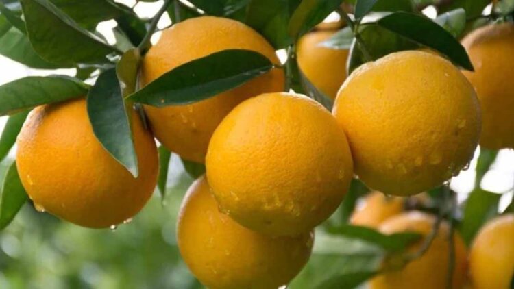 Citros: exportação de suco segue em queda na safra 23/24, mas receita avança