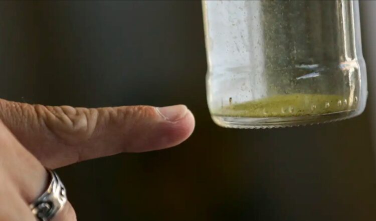 Quase quatro bilhões de pessoas correm risco de infecção pelo Aedes