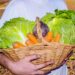 Paraná é o segundo estado com maior  segurança alimentar do Brasil