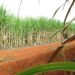 Produção chega a 713,2 milhões de toneladas