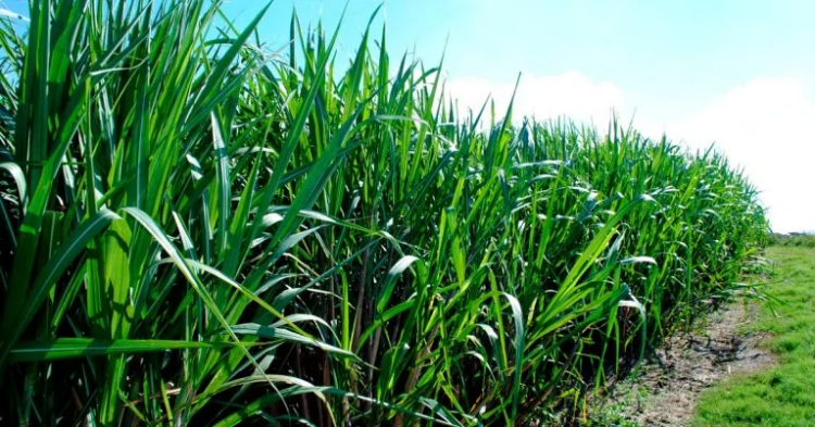 Atraso do plantio aumenta desafios ambientais  da cana-de-açúcar na safra 2024/2025