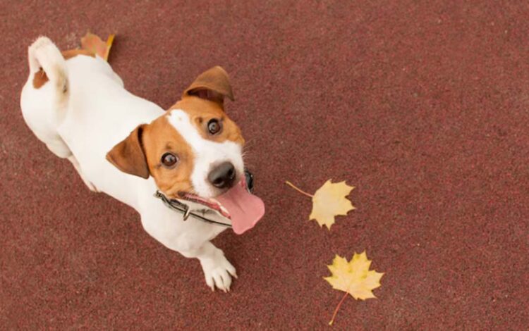 Chegada do outono exige atenção redobrada com saúde dos pets